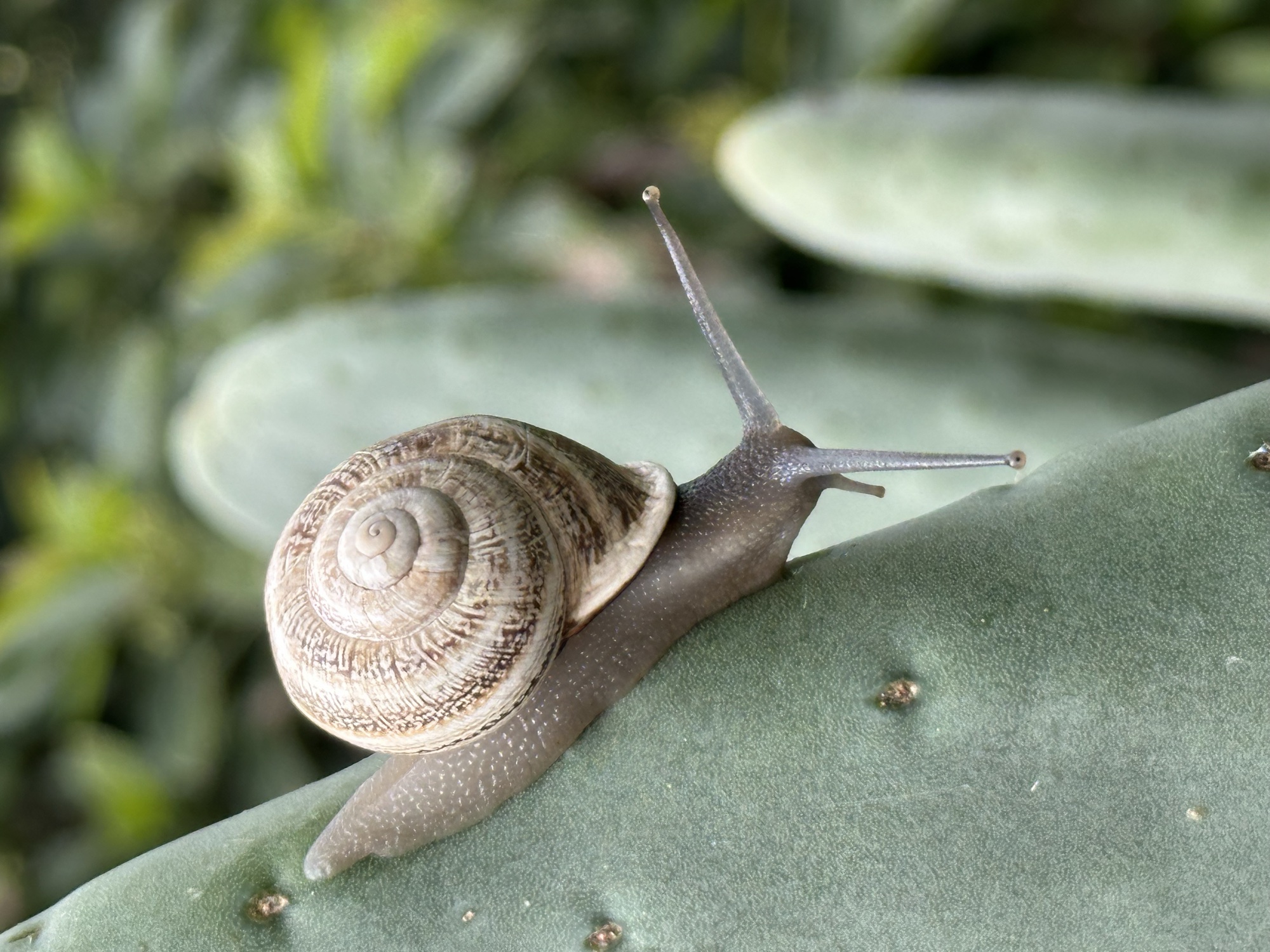 Macro photograph of a snail
